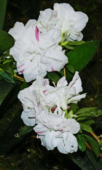 Close-up of white flowers