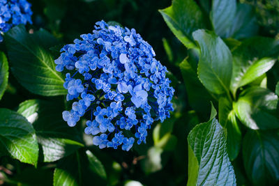 Beautiful hydrangea that begins to bloom during the rainy season hydrangea flowers