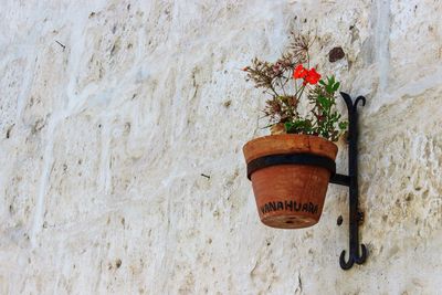 Close-up of plant against wall