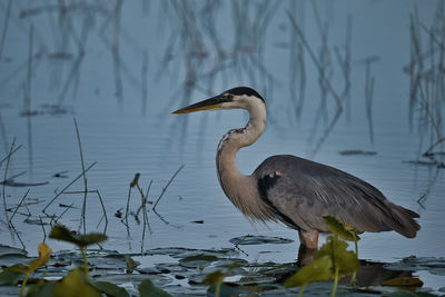 High angle view of gray heron at lakeshore