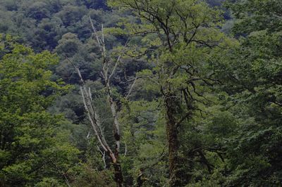 Trees in forest