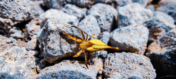 Close-up of insect on rock