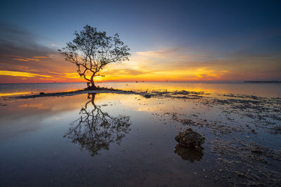 Lonely tree scenic view of sea against sky during sunset