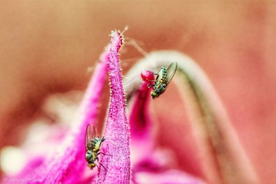 Close-up of insect on pink flower