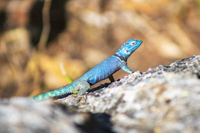 Close-up of lizard on rock