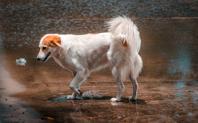 Dog standing on land