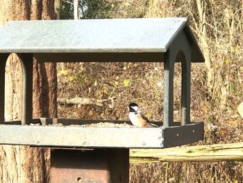 View of bird perching on bench in park