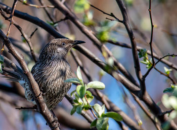 Little wattlebird, watching for food