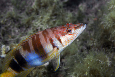 Painted comber - serranus scriba