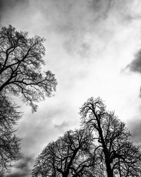 Low angle view of bare tree against sky
