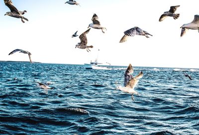 Birds flying over sea against clear sky