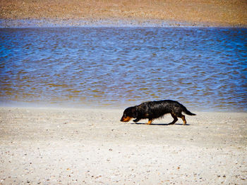 Side view of a dog on beach