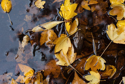 High angle view of yellow maple leaf on water