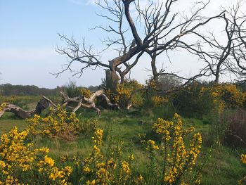 Yellow flowers on field against sky