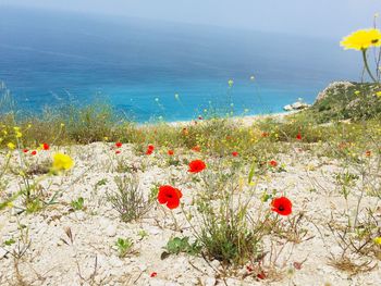 Red poppy flowers growing on sea shore against sky