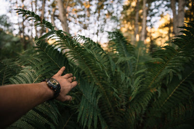 Cropped hand holding plant