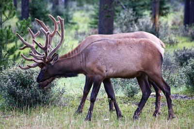 Side view of deer standing on field