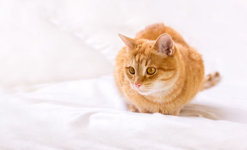 Portrait of cat resting on bed