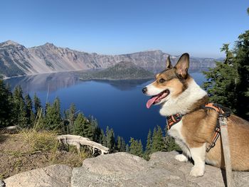 Corgi at crater lake national park 