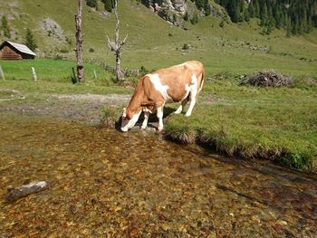 Cow grazing on landscape