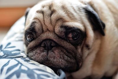 Close-up portrait of dog sleeping on bed