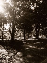 Trees on field