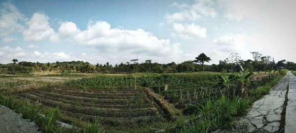 Panoramic view of agricultural field against sky