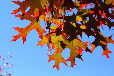 Low angle view of autumn leaves against blue sky