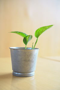Close-up of potted plant on table