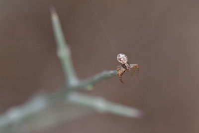 Close-up of spider on plant