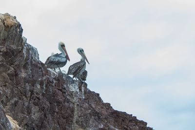 Low angle view of bird perching on rock against sky