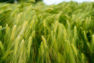 Macro close up of fresh ears of young green wheat in summer field. agriculture scene.