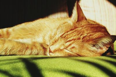 Close-up of cat sleeping