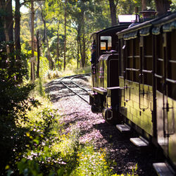 Train amidst trees in forest