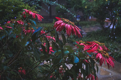 Close-up of pink flowers blooming outdoors