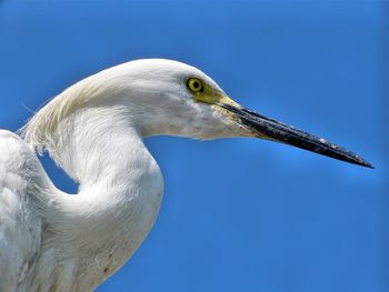 Close-up of seagull