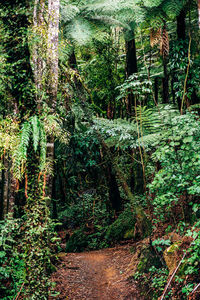 Trees in forest