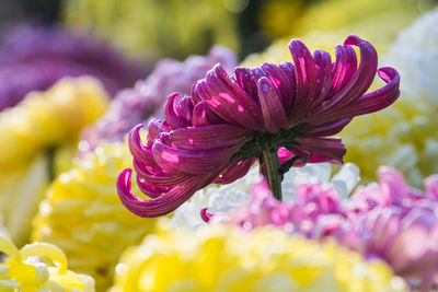 Close-up of yellow flower