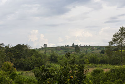 Panoramic shot of trees on land against sky