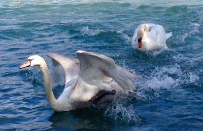 Duck swimming in water