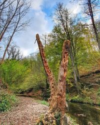 Trees in forest against sky