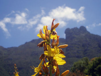 Close-up of yellow flowers blooming against sky