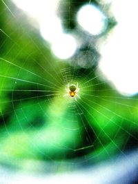 Close-up of spider web