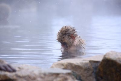 Monkey swimming in lake