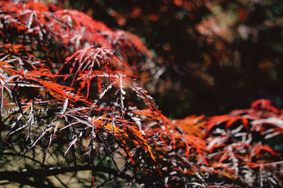 Close-up of maple leaves on tree during autumn