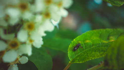 Close-up of fresh green leaves on plant