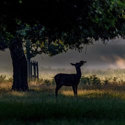 Deer standing on field against trees