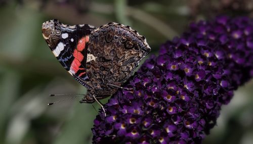 Close-up of butterfly on purple flower