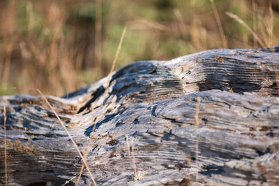 Close-up of tree trunk