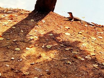 Close-up of bird perching on beach